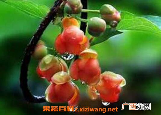 五倍子的功效与作用及药用价值