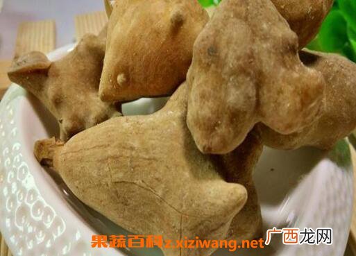 五倍子的功效与作用及药用价值