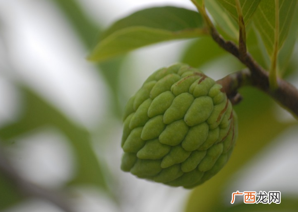 释迦果是上火还是下火吃释迦果会上火吗