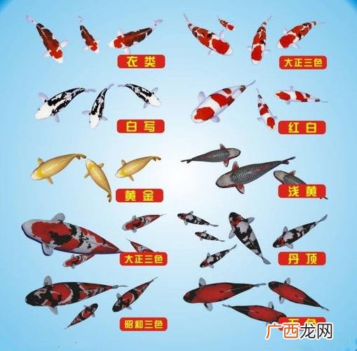 中国水产养殖种类 水产良种都有哪些