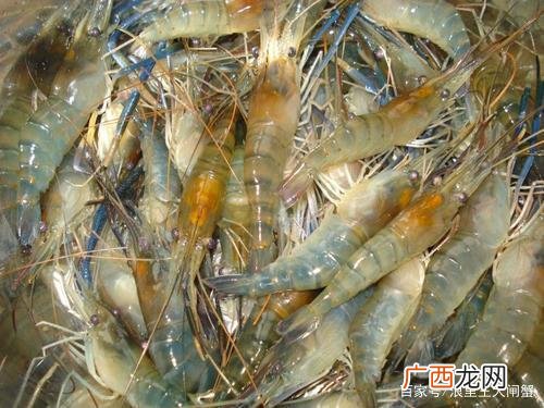 青虾养殖 草虾养殖管理技术