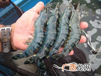 青虾养殖 草虾养殖管理技术