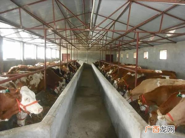 养10头牛一年利润多少 养牛新技术