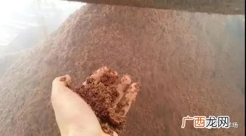 一只羊一天吃多少酒糟 发酵酒糟养羊技术