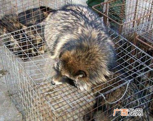 貉子养殖网 貉子养殖技术教材