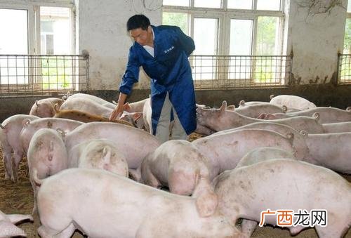 养猪需要什么技术 猪场管理技术
