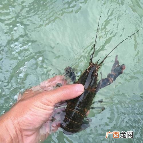 澳龙养殖 澳龙养殖技术