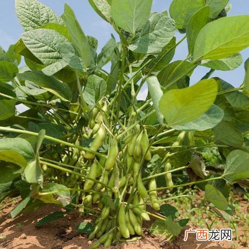 青豆苗怎么种的 青豆种植技术视频