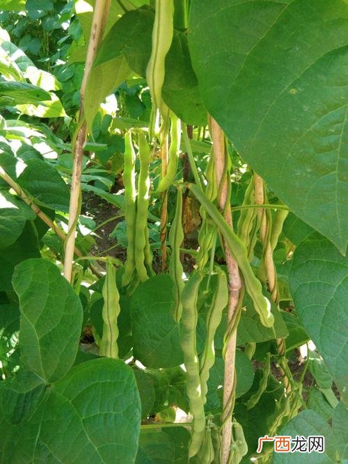 青豆苗怎么种的 青豆种植技术视频