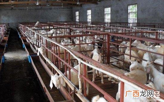 十大绵羊品种 圈养羊养殖技术