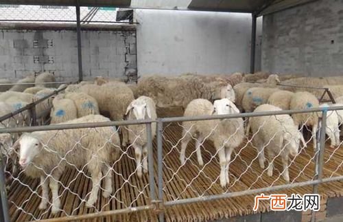 十大绵羊品种 圈养羊养殖技术