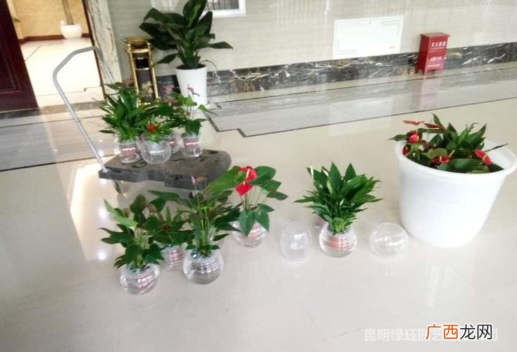 花卉租摆 黑龙江绿植花卉租赁