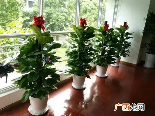 花卉租摆 黑龙江绿植花卉租赁