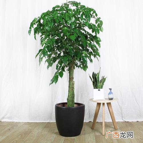 成都的花卉市场 成都网购植物花卉