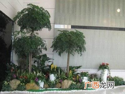 北京花卉绿植 花卉租摆北京
