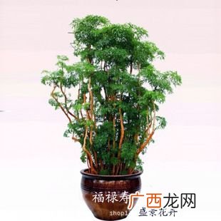 武汉花卉租摆 花卉租赁 花卉租摆