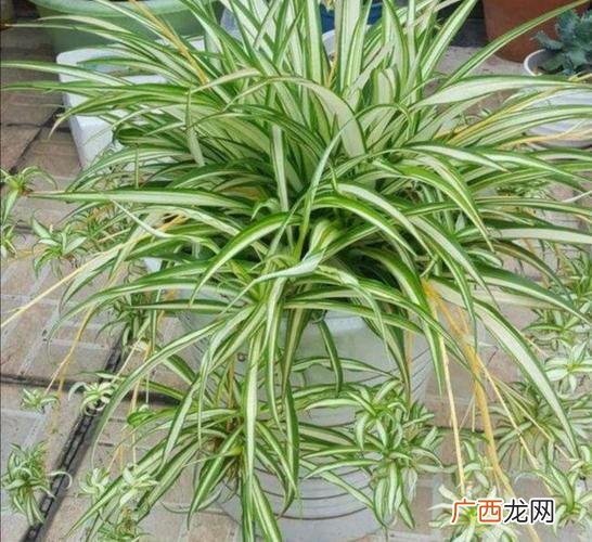 袖珍椰子开花图片 花卉图片夏威夷椰子