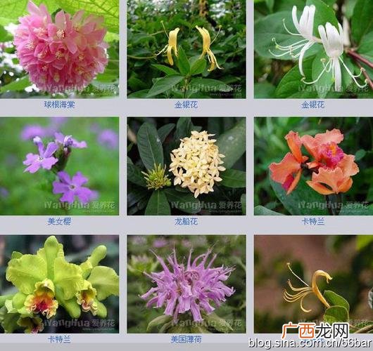 袖珍椰子开花图片 花卉图片夏威夷椰子