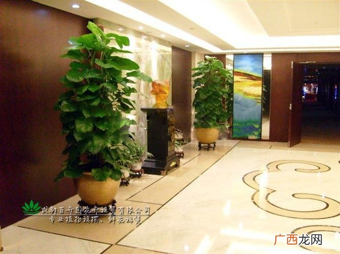 袖珍椰子开花图片 花卉图片夏威夷椰子