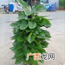 上海花卉租赁标准 上海有名的花卉租摆公司