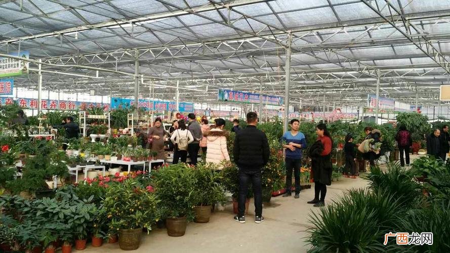 河北最大花卉种植基地 花卉基地新闻