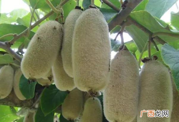 最挣钱没人干的行业,2021年种植什么最赚钱