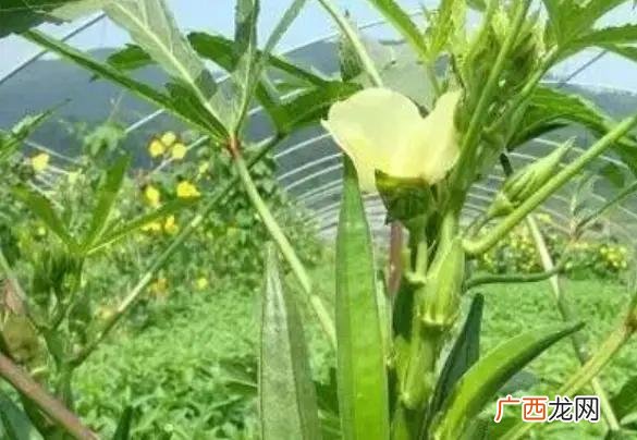 最挣钱没人干的行业,2021年种植什么最赚钱