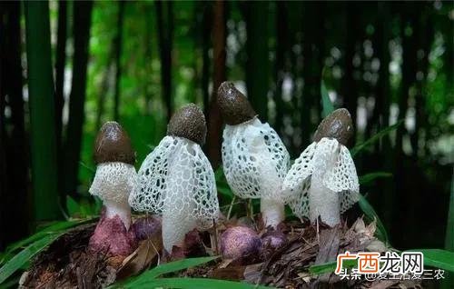 十大暴利养殖 现在学什么最赚钱农村