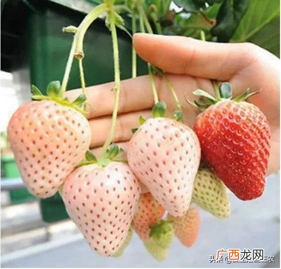 十大暴利养殖 现在学什么最赚钱农村
