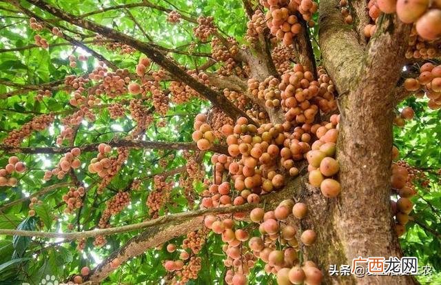 十大暴利养殖 现在学什么最赚钱农村