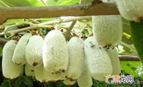 十大暴利养殖 现在学什么最赚钱农村