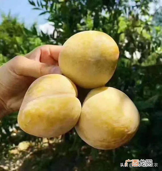 十大暴利养殖 现在学什么最赚钱农村