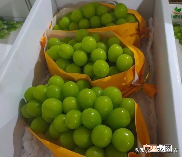十大暴利养殖 现在学什么最赚钱农村