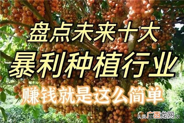 十大暴利养殖 现在学什么最赚钱农村