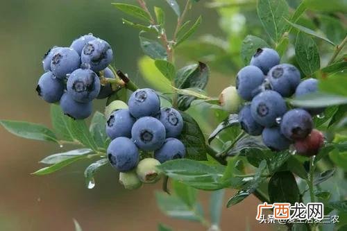 十大暴利养殖 现在学什么最赚钱农村