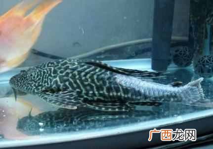 清道夫是什么鱼？清道夫鱼为什么不能吃