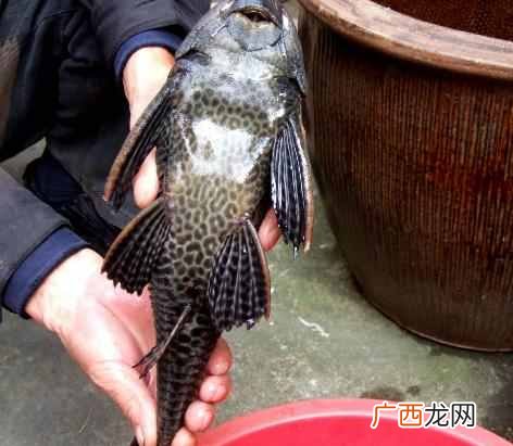 清道夫是什么鱼？清道夫鱼为什么不能吃