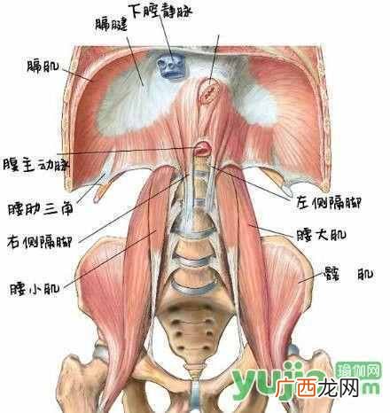 什么是瑜伽？谈谈你对瑜伽认识和理解