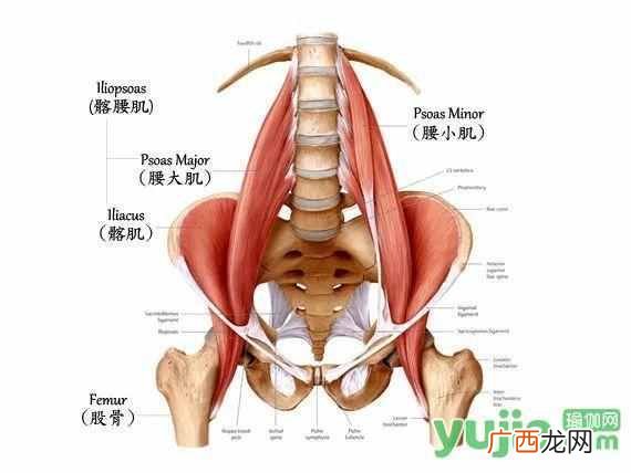 什么是瑜伽？谈谈你对瑜伽认识和理解