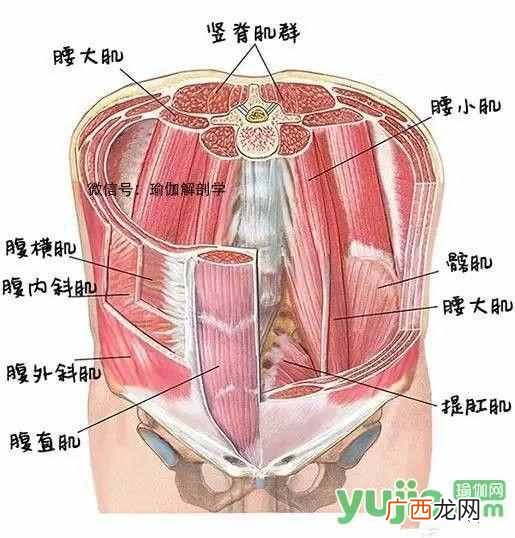 什么是瑜伽？谈谈你对瑜伽认识和理解