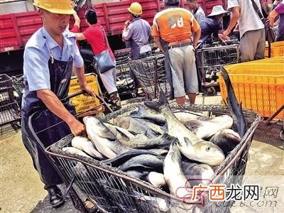 温州水产批发交易市场 温州淡水鱼水产批发市场在哪里
