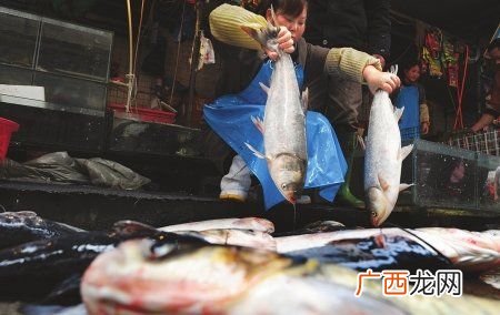 温州水产批发交易市场 温州淡水鱼水产批发市场在哪里