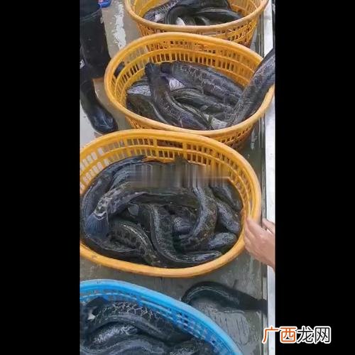 温州水产批发交易市场 温州淡水鱼水产批发市场在哪里