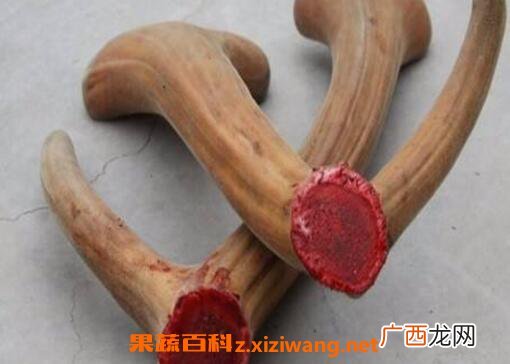 鹿茸的功效与作用有哪些