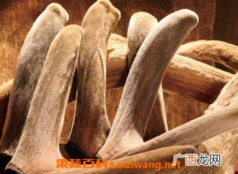 鹿茸的功效与作用有哪些