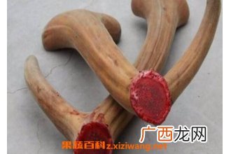 鹿茸的功效与作用有哪些