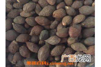 胖大海的功效与作用及常见用法