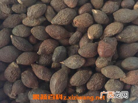 胖大海的功效与作用及常见用法