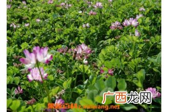 紫云英一年可种几次 紫云英种植技术