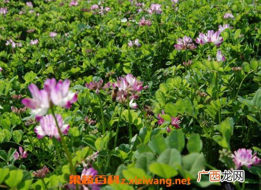 紫云英一年可种几次 紫云英种植技术
